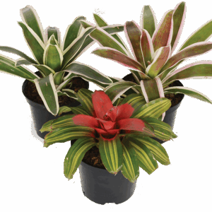 Mixed Noregelia Plants with Vibrant Foliage