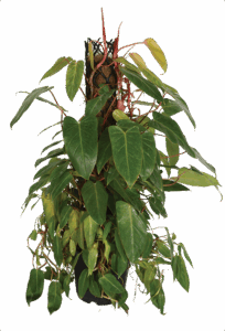 25cm Philodendron 'Painted Lady'