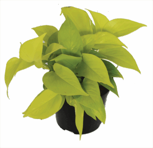 Scindapsus Diamond Lime Indoor Plant at Lifestyle Home Garden