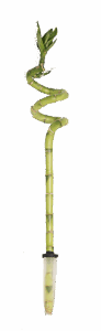 Add a touch of green and positive energy with Lucky Bamboo