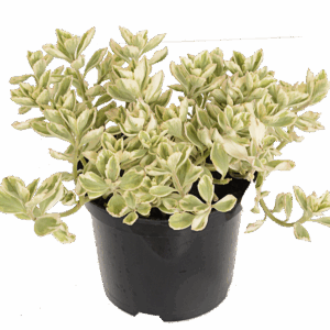 Spur-Flower Plant from Lifestyle Home Garden