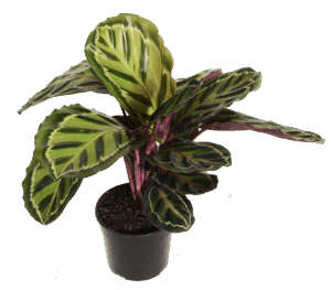 Close-up of Calathea Rosea leaf patterns with vibrant colors