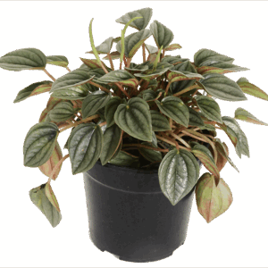 Peperomia Napoli plant in decorative pot for indoor spaces