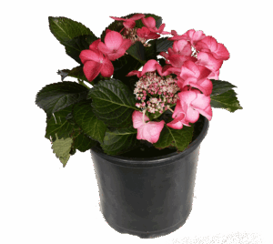 Hydrangea 'Tuxedo' Lacetop shrub available from Lifestyle Home Garden