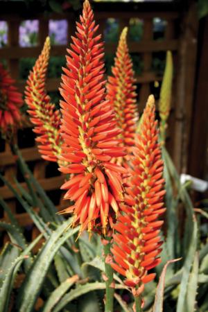 Aloe 'Firechief'