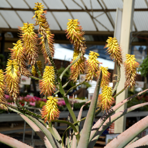 Aloe 'Giant Yellow'