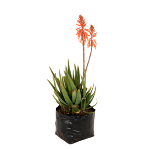 Aloe 'Green Girl'