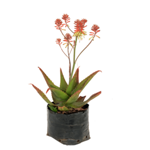 Aloe 'Pink Lady'