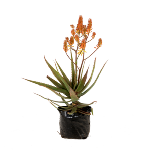 Aloe 'Sannie'
