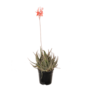 Aloe 'Spikkels'
