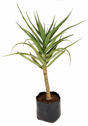 Aloidendron (Aloe) barberae (bainesii)