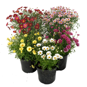Argyranthemum Mixed Colours