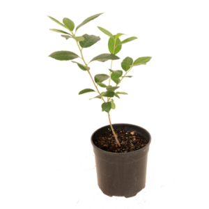 Aronia Berry / Choke Berry