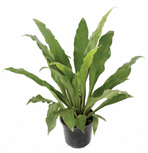Asplenium Australasicum