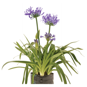Agapanthus 'Blue Velvet' 10L
