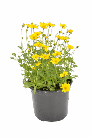 Bidens ferulifolia