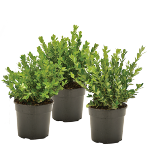 Buxus microphylla ‘Faulkner’