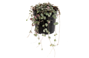 Ceropegia Woodii