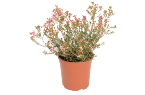 Chamelaucium Hybrids