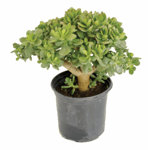 Crassula ovata 'Minor'