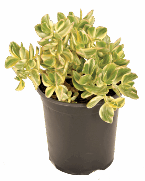 Crassula ovata 'Variegata'
