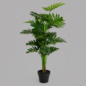 Philodendron Silk Tree 1m