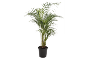 Dypsis (Chrysalidocarpus) lutescens