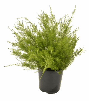Coleonema pulchellum