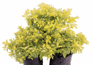 Duranta 'Gold'