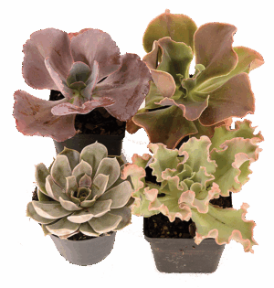 Succulent Varieties