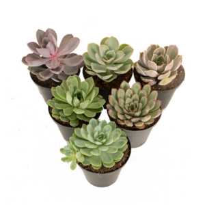 Echeveria Varieties