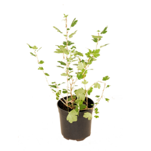 Ribes Uva-Crispa
