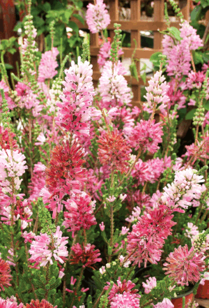 Erica verticillata