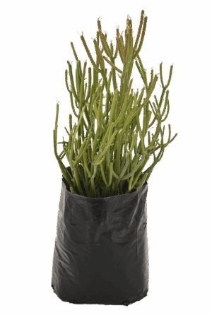 Euphorbia tirucalli