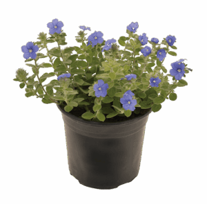 Evolvulus 'Blue my Mind'