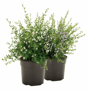 Freylinia tropica