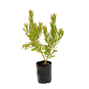 Leucospermum Scarlet Ribbon
