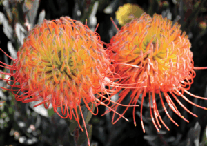 Leucospermum 'So Exquisite'