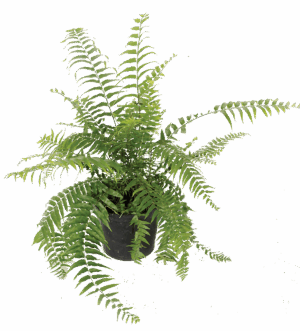 Nephrolepis Biserrata