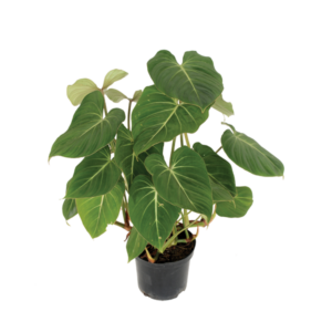 Philodendron Gloriosum