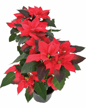Poinsettia