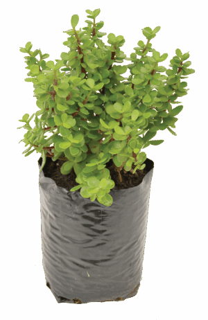 Portulacaria afra