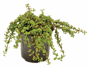 Portulacaria afra ‘Prostrata’