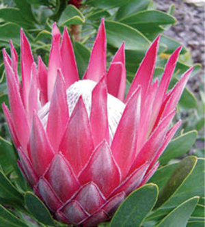 Protea 'Madiba'