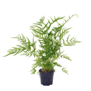 Pteris Straminea