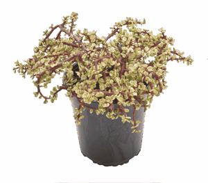 Portulacaria afra ‘Variegata’