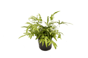 Pteris albolineata