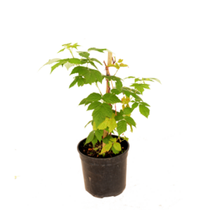 Raspberry