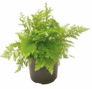 Selaginella pallescens