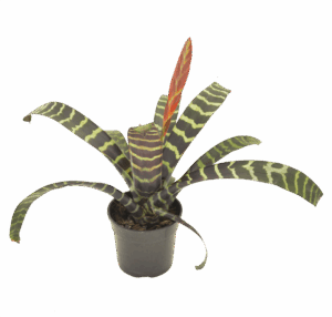 Vriesea splendens